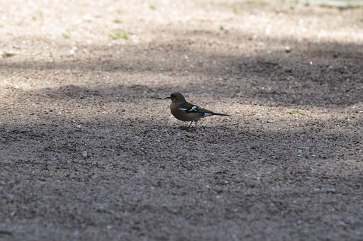 Free Finch Nature photo and picture
