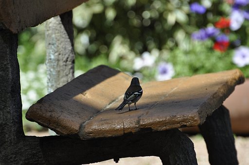 Free Finch Bird photo and picture