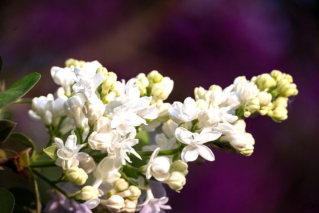 Forår, Blomster, Natur, Blomstre, Korn