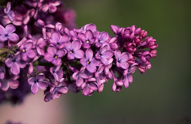 Lilla, Blomster, Forår, Natur, Blomstre