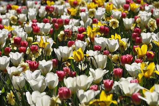 Free Tulips Flowers photo and picture