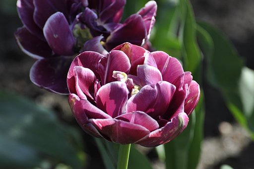 Free Flower Nature photo and picture