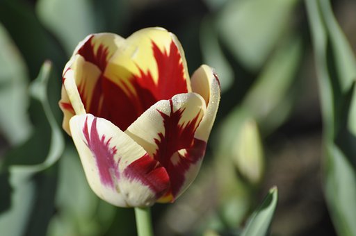 Free Flower Petals photo and picture