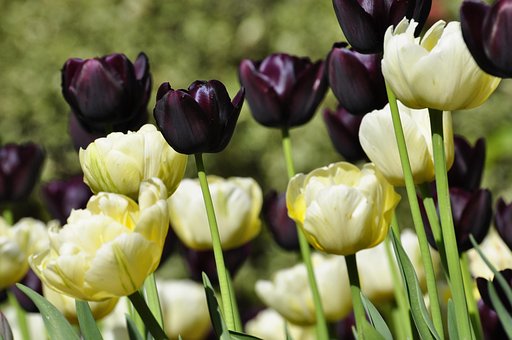 Free Tulips Flowers photo and picture