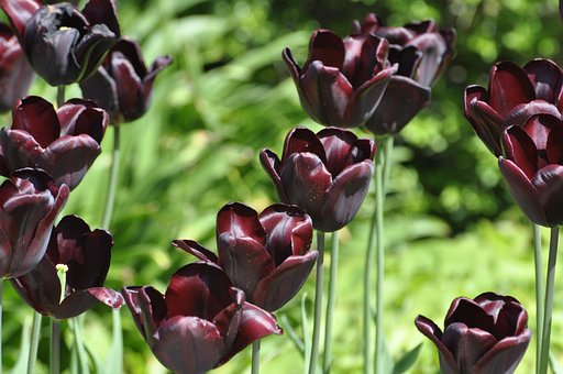 Free Purple Tulips photo and picture