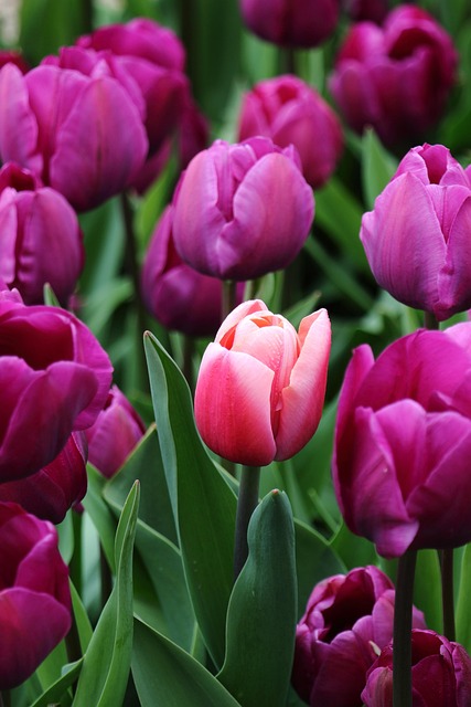Tulipaner, Blomster, Natur, Kronblade