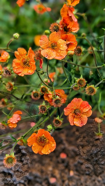 Free Flowers Bloom photo and picture