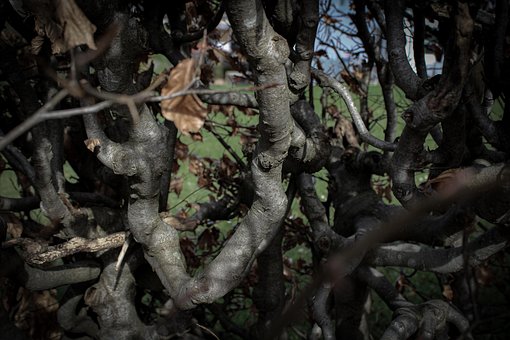 Free Dark Plants photo and picture