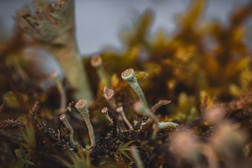 Free Plant Moss photo and picture