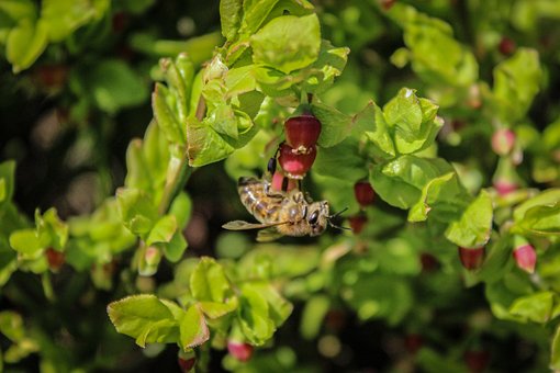 Free Wasp Bee photo and picture