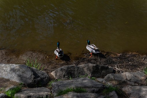 Free River Water photo and picture