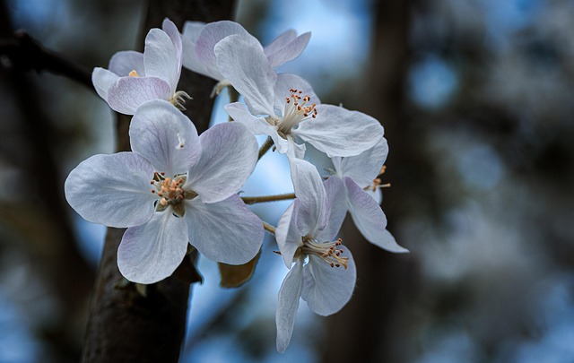 Blomster, Blomstre, Forår, Natur, Æble