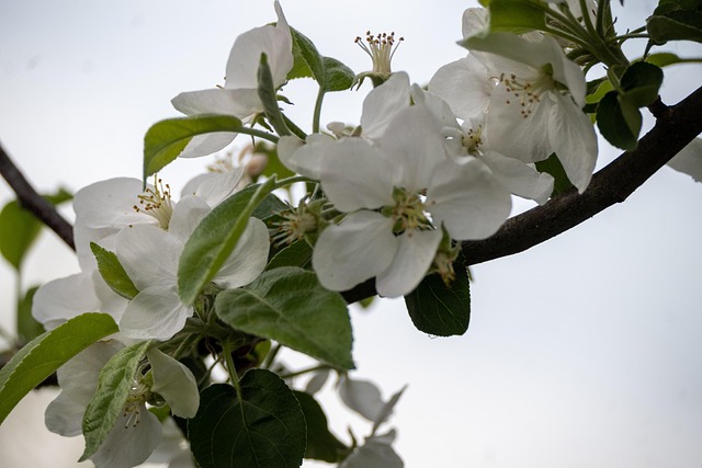 Blomster, Blomstre, Forår, Natur, Æble