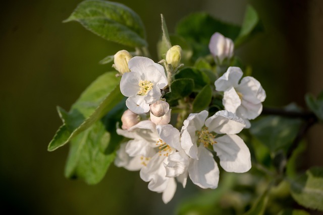 Blomster, Blomstre, Forår, Natur, Trist