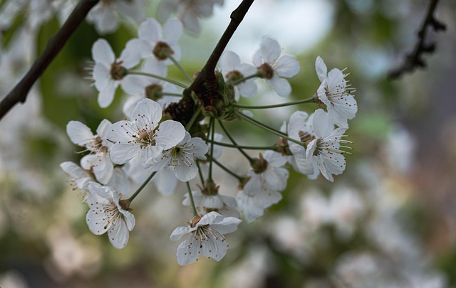 Blomster, Blomstre, Forår, Natur, Trist