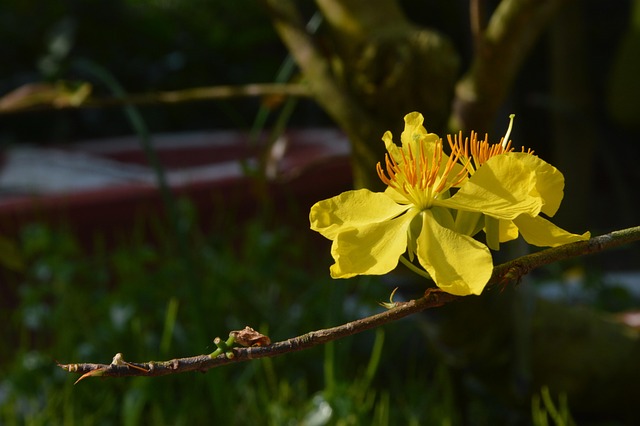Free Spring Apricot Blossom photo and picture