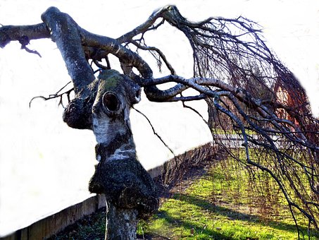 Free Tree Branch photo and picture