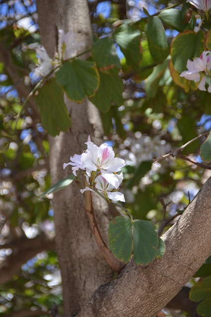 Free Nature Flowers photo and picture