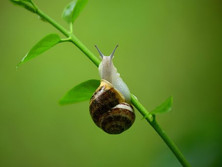 Free Snail Nature illustration and picture