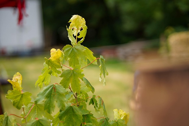 Free Leaves Figure photo and picture