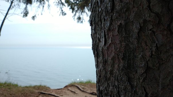 Baum, Bellen, Wasser, See, Lake Michigan
