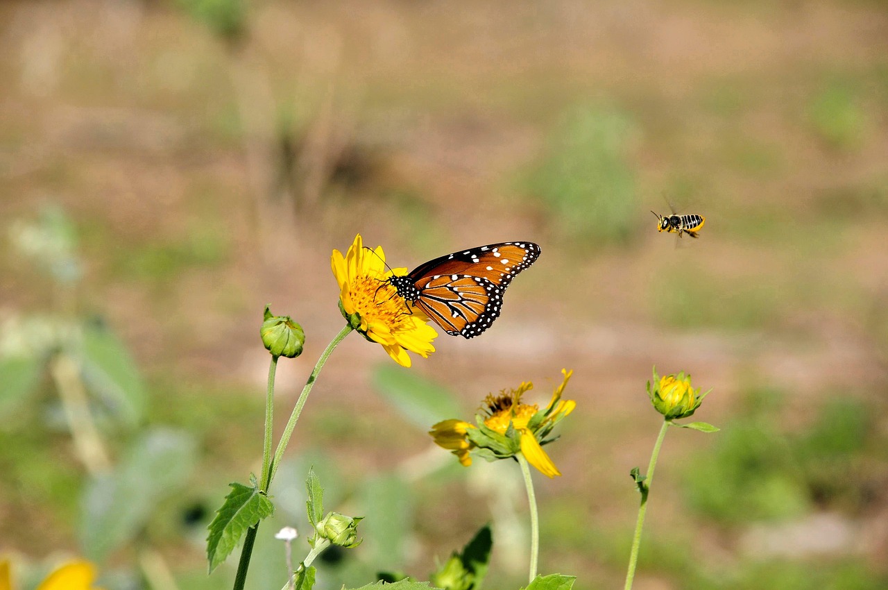 Insect Butterfly Entomology - Free photo on Pixabay - Pixabay