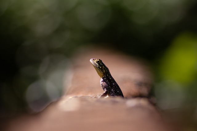 Lizard Nature Reptile - Free photo on Pixabay - Pixabay