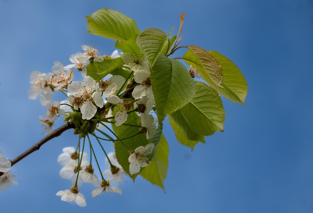 Forår, Natur, Blomster, Træ, Kirsebær
