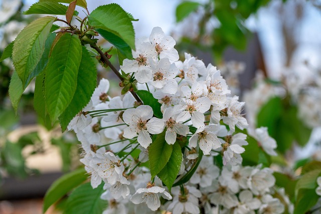 Forår, Natur, Blomster, Træ, Kirsebær