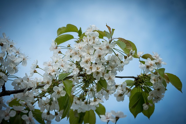 Forår, Natur, Blomster, Træ, Kirsebær