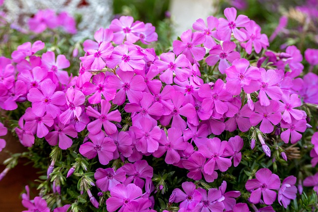 Forår, Blomster, Blomstre, Natur, Flora