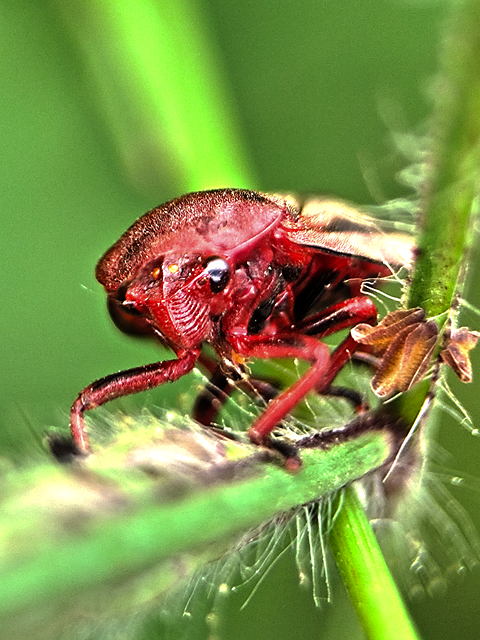 Cricket Insect Nature - Free photo on Pixabay
