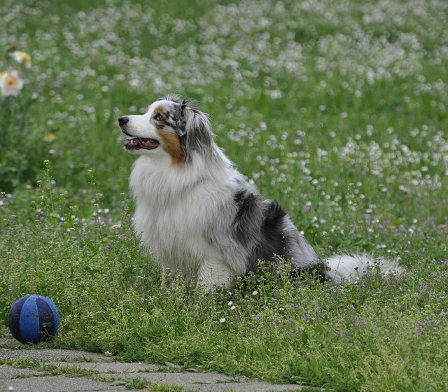 Free Australian Shepherd Dog photo and picture
