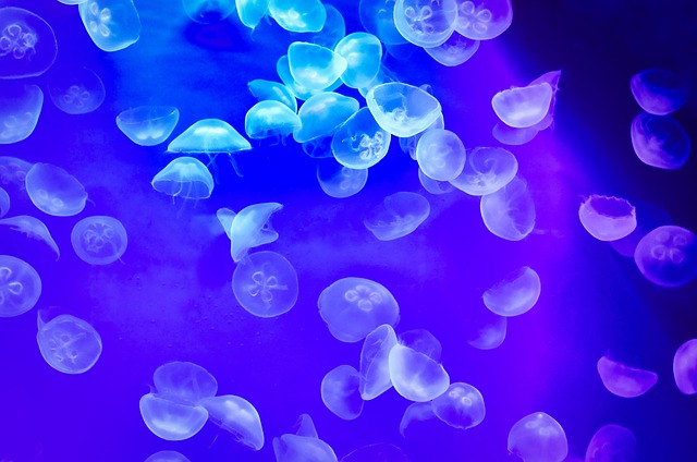 Qualle, Meer, Aquarium, Blau, Natur