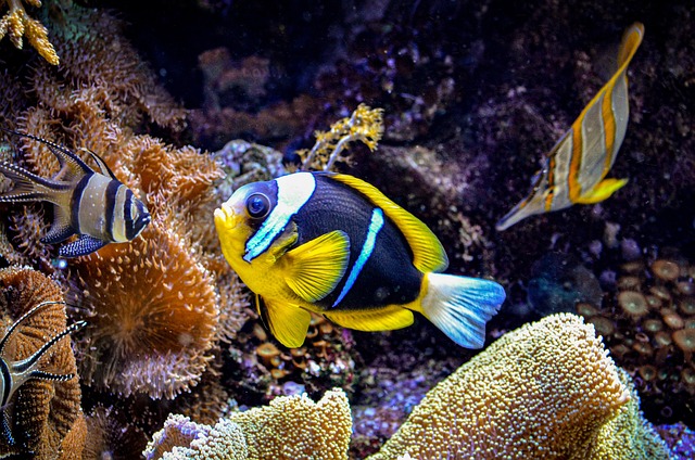 Fische, Meer, Natur, Tier, Wasser