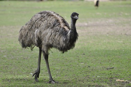 Free Ostrich Nature photo and picture