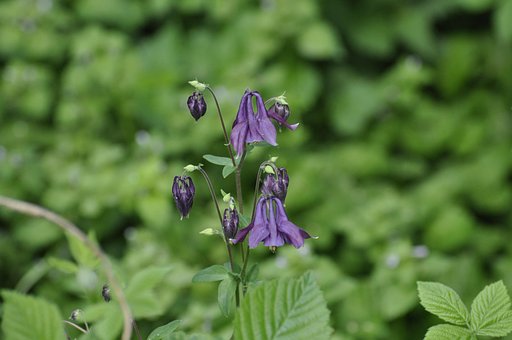 Free Flower Nature photo and picture