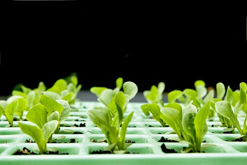 Free Vegetable Garden photo and picture