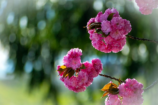 Free Cherry Blossoms Flowers photo and picture