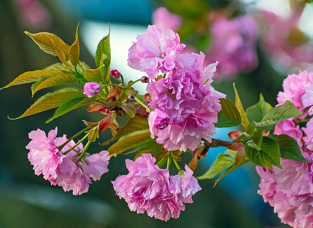 Free Cherry Blossoms Blossoms photo and picture