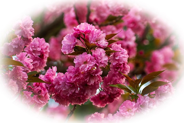 Free Cherry Blossoms Cherry photo and picture