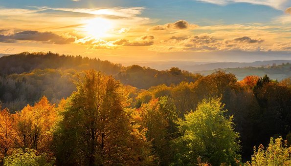 Free Ai Generated Forest illustration and picture