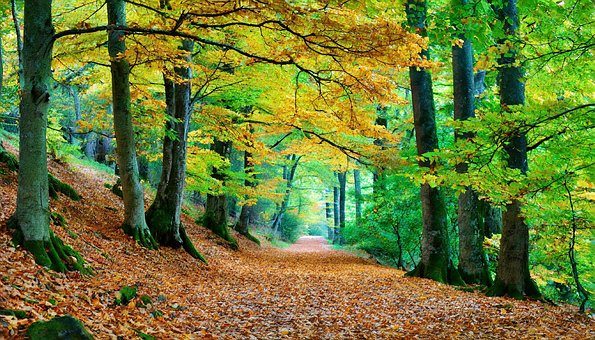 Free Ai Generated Forest illustration and picture
