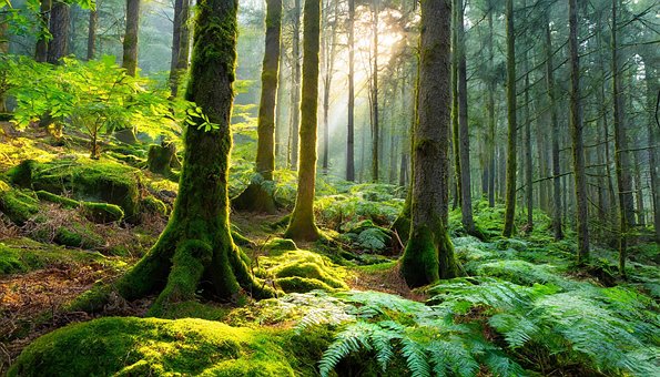 Free Ai Generated Forest illustration and picture