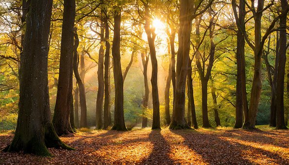 Free Ai Generated Forest illustration and picture