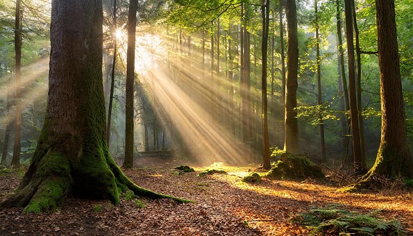 Free Ai Generated Forest illustration and picture