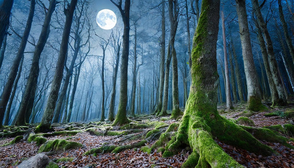 Ai产生的 森林 夜晚 - Pixabay上的免费图片 - Pixabay