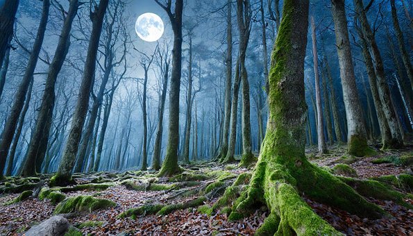 Free Ai Generated Forest illustration and picture