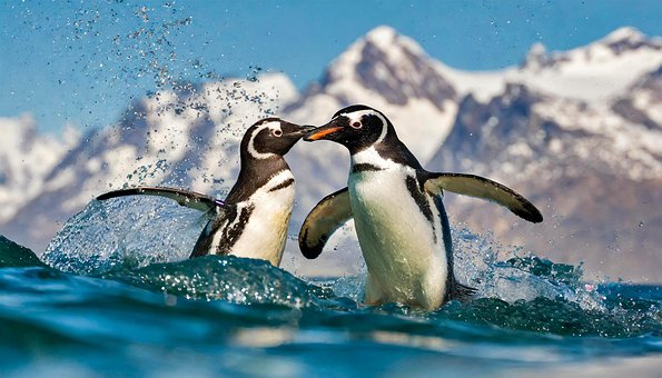Free Ai Generated Penguins illustration and picture