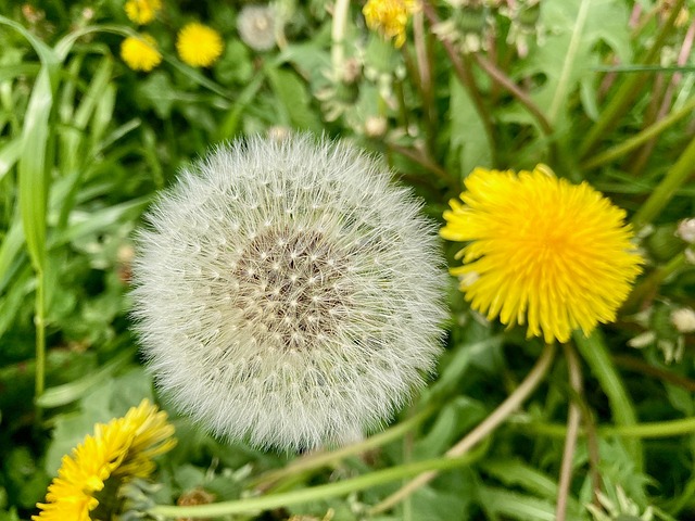 Free Dandelion Bedsaver photo and picture